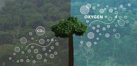 Bir ağaç yılda ne kadar oksijen üretir